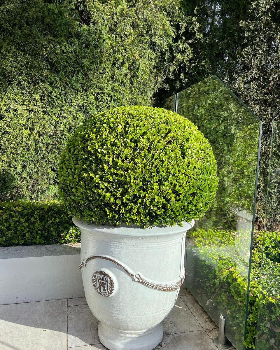 363779902 17980234631515967 5870107689104628729 n 1 scaled 1 Basil Green Lawn Care