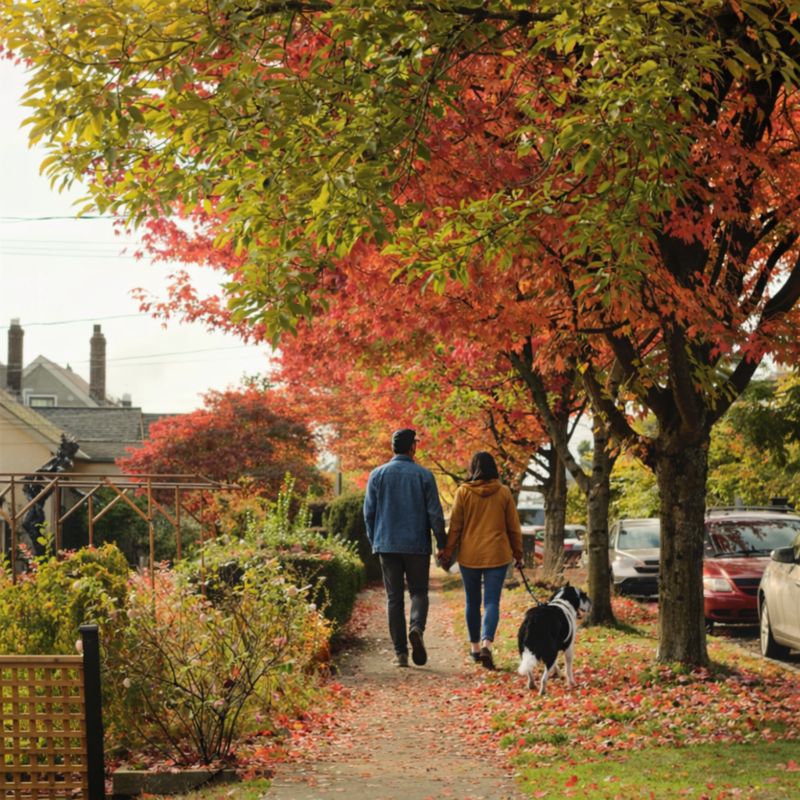 fall-walk-with-dog-passing-local-businesses-in-autumn-leaves