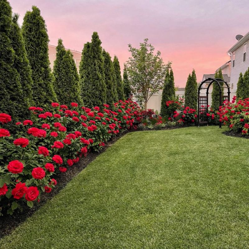 new-westminster-beautiful-garden-with-red-roses-and-greenery