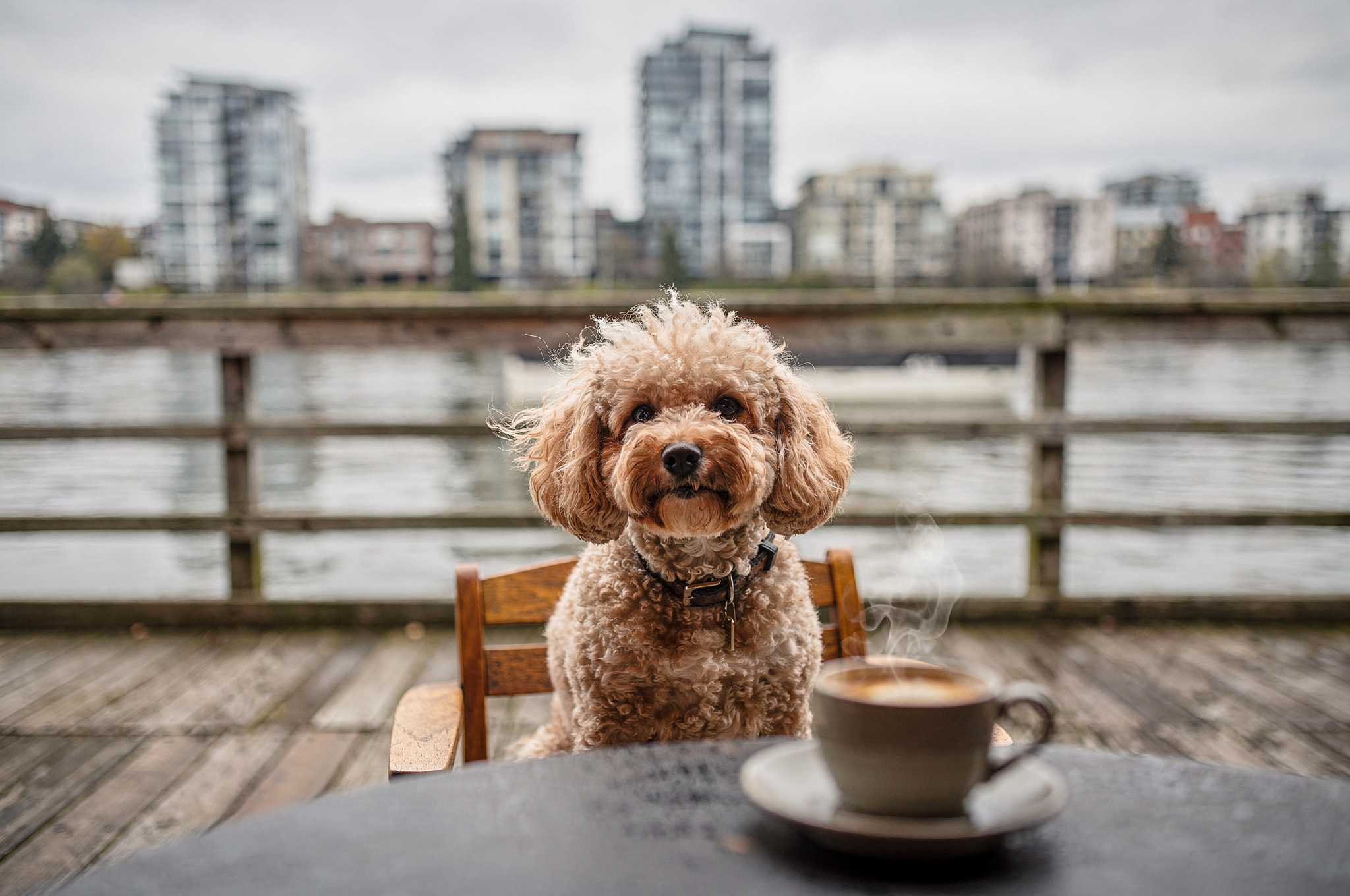 dog-on-patio-at-old-crow-coffee-co-655-front-street-westminster-quay-new-westminster-local