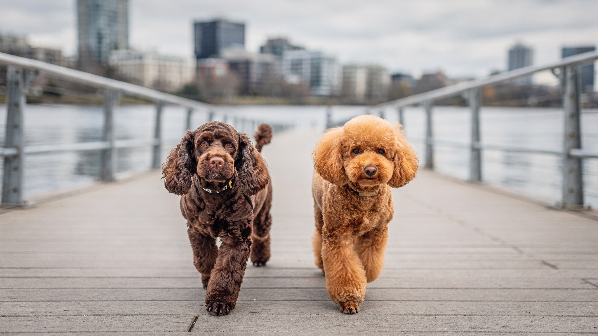 two-dogs-walking-on-riverside-boardwalk-new-westminster-waterfront