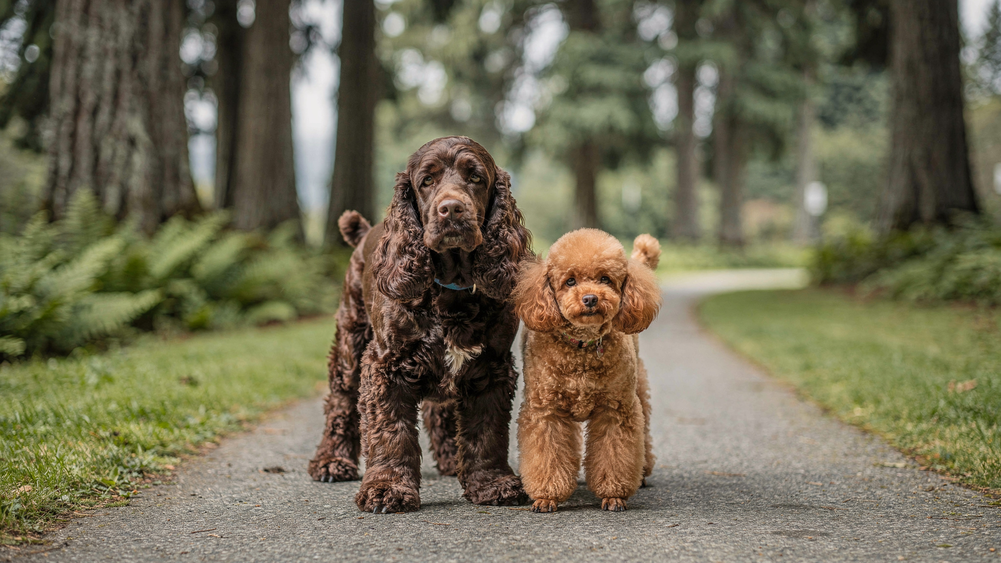 two-dogs-walking-on-paved-path-in-new-westminster-park