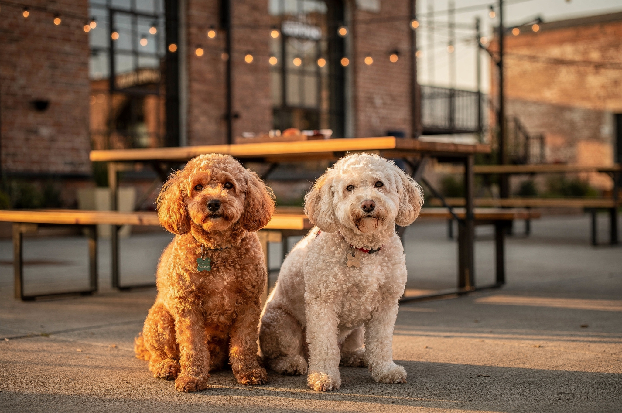 outdoor-seating-with-dogs-at-the-notorious-grey-fox-319-governors-court-new-westminster-local