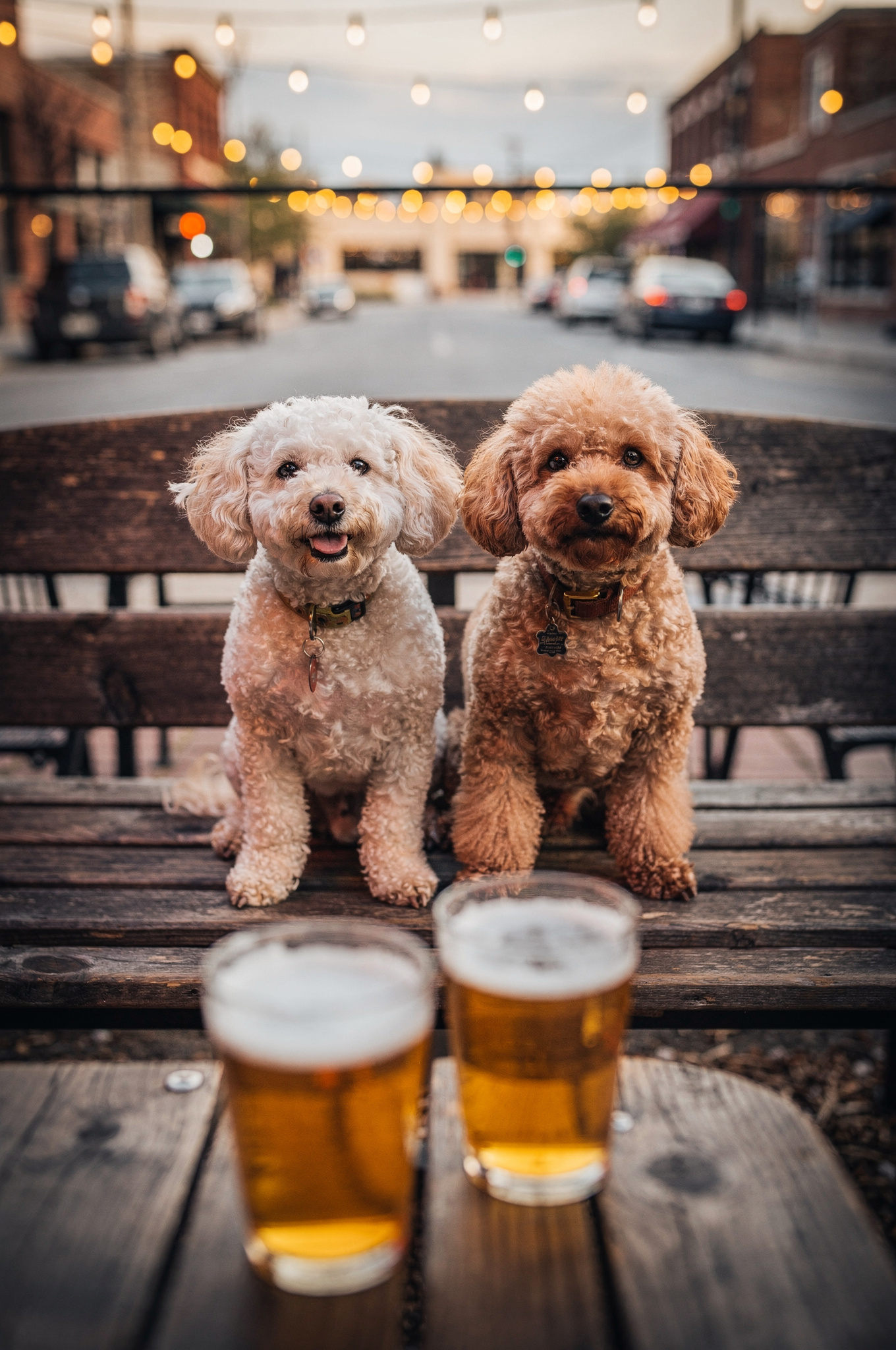 puppy-on-patio-at-hops-northwest-pub-third-avenue-new-westminster-local