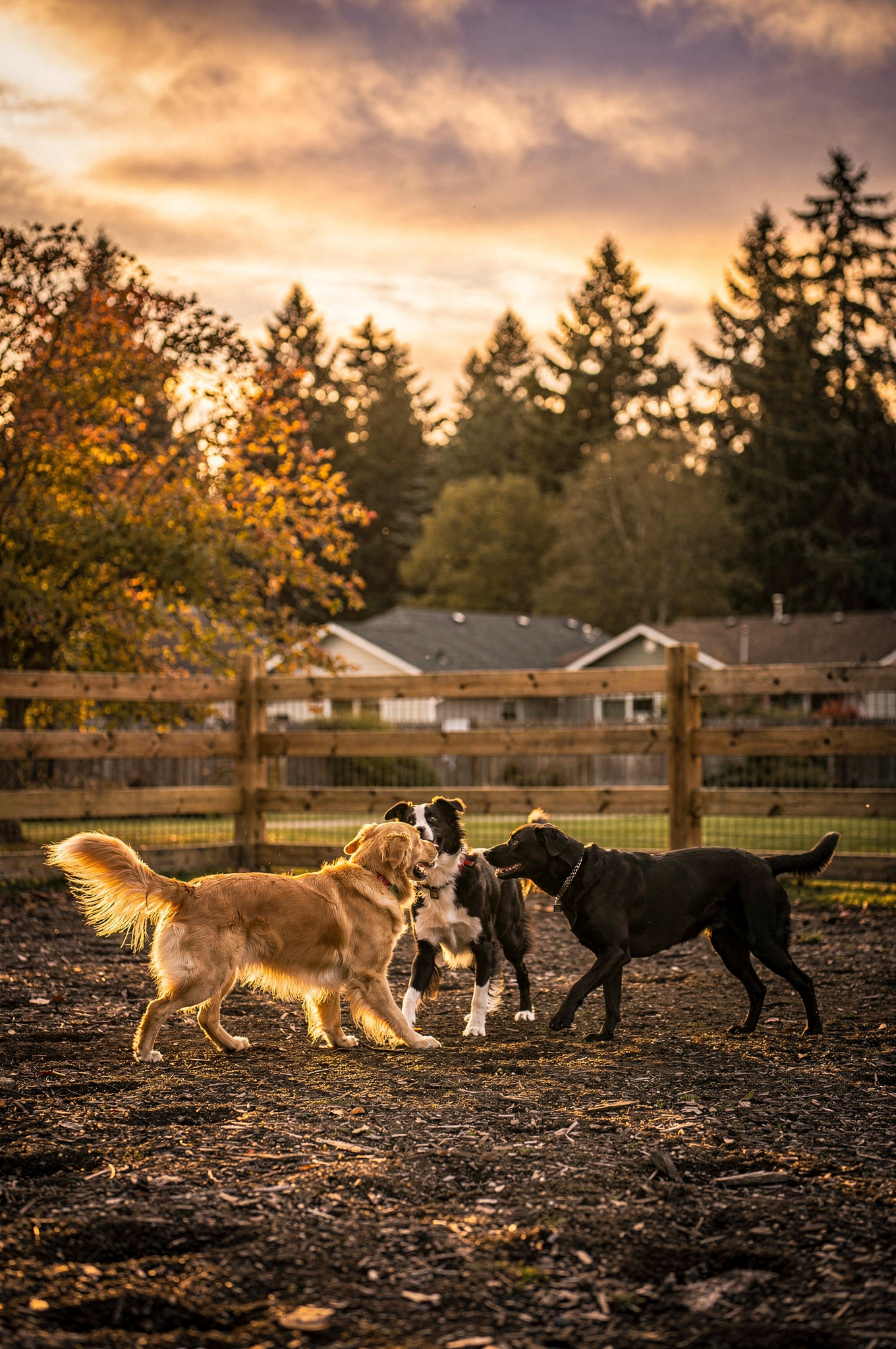 dogs-playing-at-fenced-off-leash-dog-park-new-westminster-local-business-directory